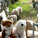 Shaun Welsh Photo 14