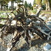 April Root Photo 7