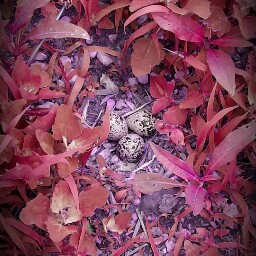 Chia Xiong Photo 7