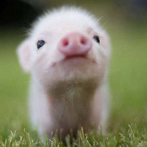 Little Pig Photo 7