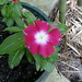Susan Briggs Photo 23