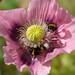 Carol Bee Photo 8