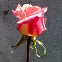 Reyna Badillo Photo 7