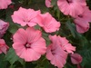 Carrie Larson Photo 35