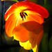 Judy Friend Photo 12