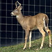 Ann Buck Photo 19