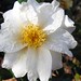Dawn Williamson Photo 21