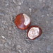 Gerald Chestnut Photo 8