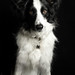 Chad Collie Photo 6