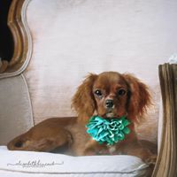 Elizabeth Kincaid Photo 13
