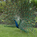 Kathryn Peacock Photo 22