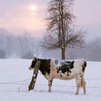 Cathy Pope Photo 44