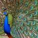 Douglas Peacock Photo 14