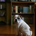Archie Henderson Photo 9