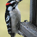 Wayne Downey Photo 29