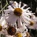 Harriet Weiss Photo 8