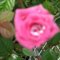 Janette Rose Photo 6