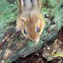 Jason Whipple Photo 22
