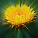 Flora Trinh Photo 6