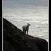Cliff Lamb Photo 6
