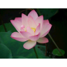 Lan Jiang Photo 22