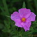 Rock Rose Photo 8