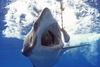 Jeff Turk Photo 27