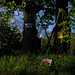 David Windham Photo 25