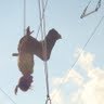 Julie Brown Photo 26