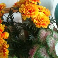 Norma Rose Photo 30