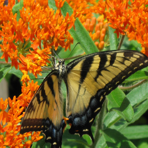 Christine Mccormick Photo 15