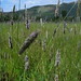 Carey Meadows Photo 6