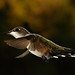 Mark Lucas Photo 26