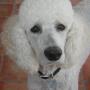 Pat Scanlon Photo 13
