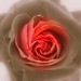 Deborah Flores Photo 20