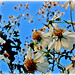 Katrina Flowers Photo 34