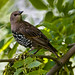 Paul Starling Photo 17