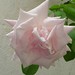 Therese Rose Photo 16