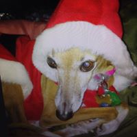 Laurie Mcnulty Photo 8