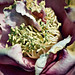 Camelia Sharp Photo 3