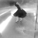 Chih Huang Photo 9