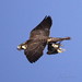 Jessie Hawk Photo 8