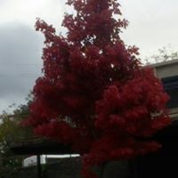 Regina Humphries Photo 2
