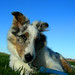 Sam Smart Photo 24
