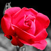 Rose Westbrook Photo 6