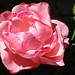 Queen Rose Photo 23