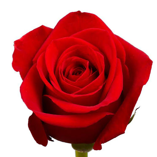 Nancy Saucedo Photo 33