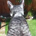 Charlie Cornish Photo 7