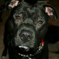 Harley Larson Photo 8