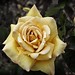 Rose Mccarthy Photo 10